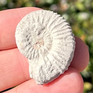 Poland Fossil Ammonite Jurassic Age Oxfordian Polish Fossils