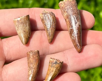 NICE Fossil Phytosaur Teeth LOT OF 5 Redondasaurus Triassic Dinosaur Teeth New Mexico