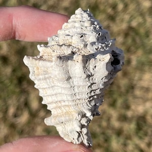 Florida Fossil Gastropod Fossil Vase Shell Fossil Hystrivasum Pliocene Age Extinct Sarasota