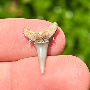 Arkansas Fossil Sharks Tooth Carcharias sp. Cretaceous Arkadelphia Formation