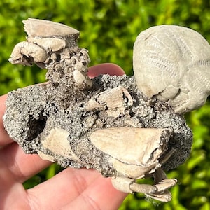 DOUBLE Florida Fossil Crabs in Matrix Ranilia Pliocene Crustacean with Echinoid
