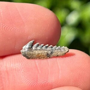 RARE Ukraine Fossil Cow Sharks Tooth Hexanchus microdon Eocene Age Kyiv