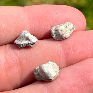 Kansas Fossil Sharks Teeth Ptychodus decurrens LOT OF 3 Cretaceous Dinosaur Age Niobrara Chalk Crusher Shark Pre Megalodon