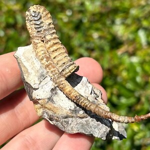 Oxybeloceras Ammonite Fossil in Matrix Heteromorph Pierre Shale Cretaceous Rare