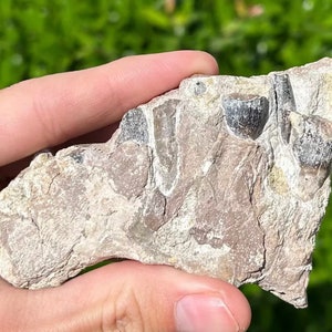 BEYOND RARE Sauropod Dinosaur Jaw with Teeth Fossil Madagascar Jurassic Age Dinosaur Tooth Bone