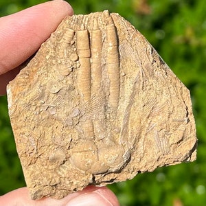 Alabama Fossil Crinoid in Matrix Phanocrinus Bangor Limestone Formation Mississippian Age Sea Fossils