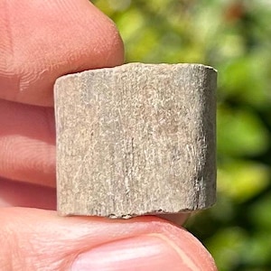 Hell Creek Fossil Dinosaur Rib Section Cretaceous Age Montana