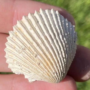 France Fossil Bivalve Cardita imbricata Eocene Age Shell