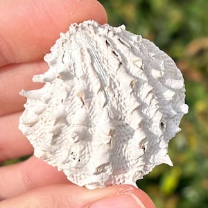 Florida Fossil Spiny Bivalve Arcinella cornuta Pliocene Age Shell