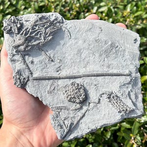 SUPERB Fossil Crinoid Multi Plate Cyathocrinites Barycrinus Abrotocrinus Indiana