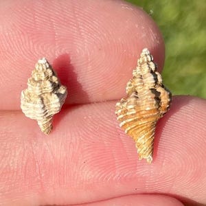 Texas Fossil Gastropods Levifusus mortoniopsis Eocene Age Shell