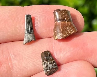 Texas Fossil Saw Fish Teeth LOT OF 5 Ischyrhiza Cretaceous Age Ozan Formation Fossils Collection