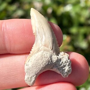 RARE Pathological Paleocarcharodon Fossil Sharks Tooth Morocco Deformed Teeth