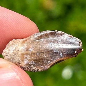 Rare Jurassic Sauropod Dinosaur Tooth Fossil Madagascar Isalo IIIb Formation
