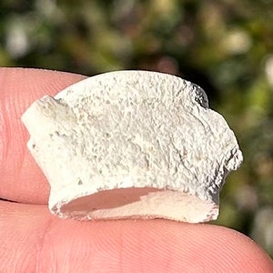 Fossil Mosasaur Vertebrae Dinosaur Bone Cretaceous Age Morocco Aquatic Dinosaurs Dino