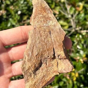 RARE Moroccan Megalodon Sharks Tooth Fossil 4.23” Dakhla Morocco Shark Teeth