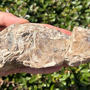 RARE 3D Texas Fossil Fish Skeleton Cretaceous Age Gober Chalk Bones