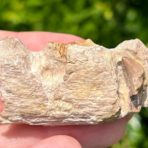 RARE Alabama Fossil Mosasaur Jaw with Unerupted Tooth Cretaceous Dinosaur Tooth