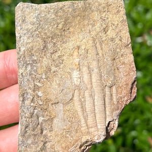 Alabama Fossil Crinoid in Matrix Phanocrinus Bangor Limestone Formation Mississippian Age Sea Fossils
