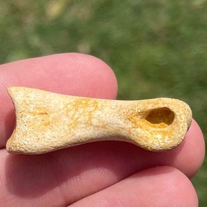 Struthiomimus Toe Bone Theropod Dinosaur Bone Montana Two Medicine Fm Rare