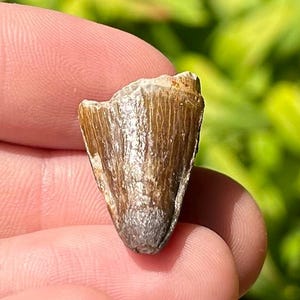 NICE Madagascar Fossil Crocodile Tooth Mahajangasuchus Cretaceous Croc Maevarano Fm