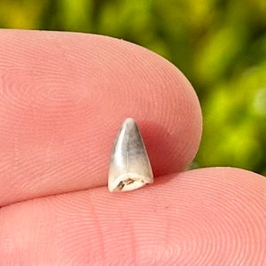 Rare California Fossil Reptile ? Tooth Pliocene Age Paleontology East Bluff Fossils