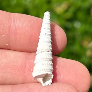 Florida Fossil Gastropod Torculoidella sp. Pliocene Age Turritella Shell Sarasota