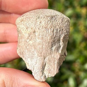 Fossil Mosasaur Vertebrae Alabama Dinosaur Bones Cretaceous Age
