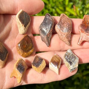 Kem Kem Fossil Gar Fish Scales LOT OF 10 Morocco Cretaceous Age Collection