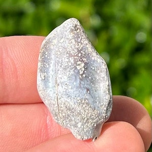 Rare Jurassic Sauropod Dinosaur Tooth Fossil Madagascar Isalo IIIb Formation
