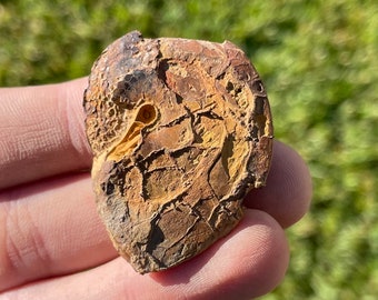Texas Fossil Ammonite Engonoceras sp. Cretaceous Dinosaur Age