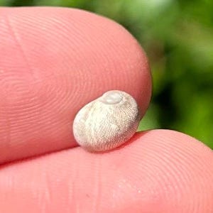 England Fossil Gastropod Pictoneritina concave Eocene Age Headon Beds Shell