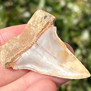 RARE Moroccan Hastalis Mako Sharks Tooth Fossil Dakhla Morocco Shark Teeth