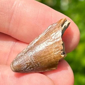 NICE Madagascar Fossil Crocodile Tooth Mahajangasuchus Cretaceous Croc Maevarano Fm