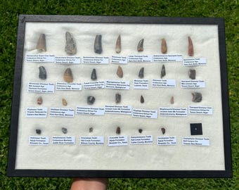 HUGE Dinosaur and Reptile Teeth Fossil Collection 28 pcs Theropod Sauropod Tooth Croc Kryptops Majungasaurus Triceratops Hadrosaur etc
