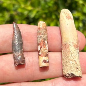 Sauropod Dinosaur Teeth Fossils LOT OF 3 Kem Kem Morocco Rebbachisaurus etc