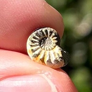 Germany Fossil Ammonite Pleuroceras sp. Jurassic Age German