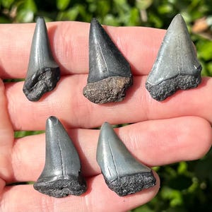 NICE Fossil Mako Sharks Teeth LOT OF 5 Megalodon Age South Carolina Shark Tooth
