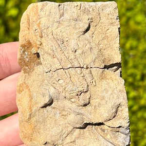 Alabama Fossil Crinoid Fossil in Matrix Bangor Limestone Formation Mississippian Age Sea Fossils