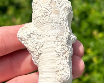 May include: White fossilized coral with a rough, textured surface. The coral is shaped like a cylinder with a rounded top and bottom.