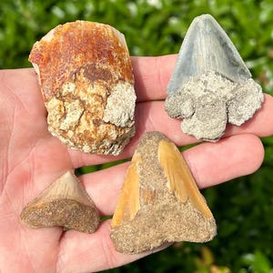 Indonesian Megalodon Teeth LOT OF 4 Fossil Shark Tooth Indonesia Meg Damaged / Restored