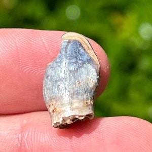 Rare Jurassic Sauropod Dinosaur Tooth Fossil Madagascar Isalo IIIb Formation