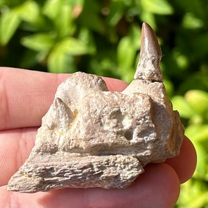 SUPERB Alabama Fossil Mosasaur Jaw with Two Teeth Cretaceous Age Dinosaur Tooth