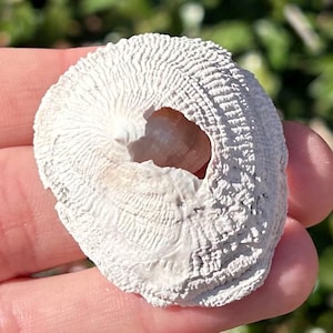 Florida Fossil Gastropod Crucibulum sp. Pliocene Age Shell