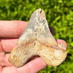 BIG Auriculatus sokolovi Sharks Tooth Fossil Dakhla Morocco Shark Teeth