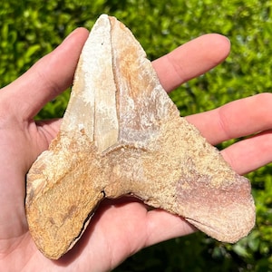 RARE Moroccan Megalodon Sharks Tooth 4.84” Fossil Dakhla Morocco Shark Teeth