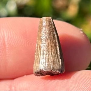 Texas Fossil Crocodile Tooth Aguja Formation Croc Dinosaur Teeth Cretaceous