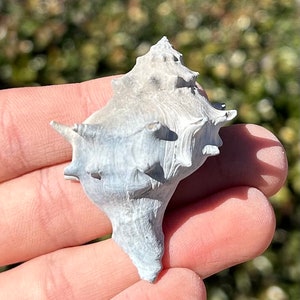 Florida Fossil Gastropod Echinofulgar dalli Pliocene Age Shell