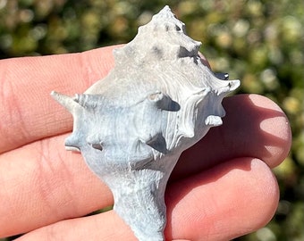 Florida Fossil Gastropod Echinofulgar dalli Pliocene Age Shell