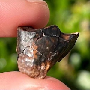 Texas Fossil Ceratopsian Dinosaur Tooth Aguja Formation Triceratops Relative